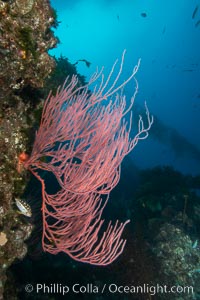 Red gorgonian on rocky reef, below kelp forest, underwater. The red gorgonian is a filter-feeding temperate colonial species that lives on the rocky bottom at depths between 50 to 200 feet deep. Gorgonians are oriented at right angles to prevailing water currents to capture plankton drifting by, Leptogorgia chilensis, Lophogorgia chilensis, San Clemente Island