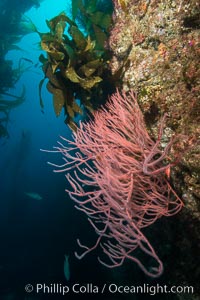 Red gorgonian on rocky reef, below kelp forest, underwater. The red gorgonian is a filter-feeding temperate colonial species that lives on the rocky bottom at depths between 50 to 200 feet deep. Gorgonians are oriented at right angles to prevailing water currents to capture plankton drifting by, Leptogorgia chilensis, Lophogorgia chilensis, San Clemente Island