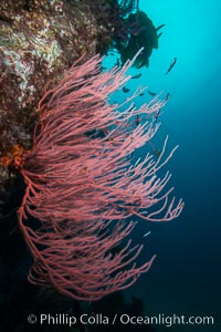 Red gorgonian on rocky reef, below kelp forest, underwater. The red gorgonian is a filter-feeding temperate colonial species that lives on the rocky bottom at depths between 50 to 200 feet deep. Gorgonians are oriented at right angles to prevailing water currents to capture plankton drifting by, Leptogorgia chilensis, Lophogorgia chilensis, San Clemente Island