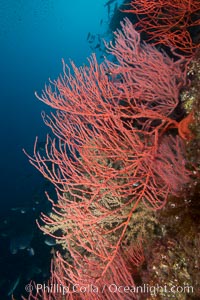 Red gorgonian on rocky reef, below kelp forest, underwater. The red gorgonian is a filter-feeding temperate colonial species that lives on the rocky bottom at depths between 50 to 200 feet deep. Gorgonians are oriented at right angles to prevailing water currents to capture plankton drifting by, Leptogorgia chilensis, Lophogorgia chilensis, San Clemente Island