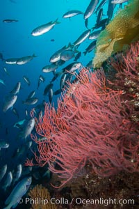 Red gorgonian on rocky reef, below kelp forest, underwater. The red gorgonian is a filter-feeding temperate colonial species that lives on the rocky bottom at depths between 50 to 200 feet deep. Gorgonians are oriented at right angles to prevailing water currents to capture plankton drifting by, Leptogorgia chilensis, Lophogorgia chilensis, San Clemente Island