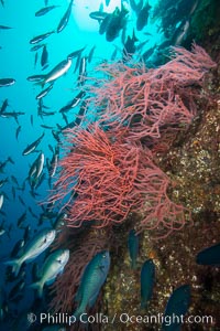 Red gorgonian on rocky reef, below kelp forest, underwater. The red gorgonian is a filter-feeding temperate colonial species that lives on the rocky bottom at depths between 50 to 200 feet deep. Gorgonians are oriented at right angles to prevailing water currents to capture plankton drifting by, Leptogorgia chilensis, Lophogorgia chilensis, San Clemente Island