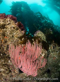 Red gorgonian on rocky reef, below kelp forest, underwater. The red gorgonian is a filter-feeding temperate colonial species that lives on the rocky bottom at depths between 50 to 200 feet deep. Gorgonians are oriented at right angles to prevailing water currents to capture plankton drifting by