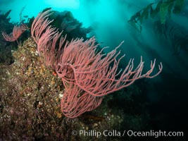 Red gorgonian on rocky reef, below kelp forest, underwater. The red gorgonian is a filter-feeding temperate colonial species that lives on the rocky bottom at depths between 50 to 200 feet deep. Gorgonians are oriented at right angles to prevailing water currents to capture plankton drifting by, Leptogorgia chilensis, Lophogorgia chilensis, San Clemente Island