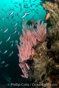 Red gorgonian on rocky reef, below kelp forest, underwater. The red gorgonian is a filter-feeding temperate colonial species that lives on the rocky bottom at depths between 50 to 200 feet deep. Gorgonians are oriented at right angles to prevailing water currents to capture plankton drifting by, Leptogorgia chilensis, Lophogorgia chilensis, San Clemente Island