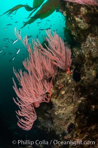 Red gorgonian on rocky reef, below kelp forest, underwater. The red gorgonian is a filter-feeding temperate colonial species that lives on the rocky bottom at depths between 50 to 200 feet deep. Gorgonians are oriented at right angles to prevailing water currents to capture plankton drifting by, Leptogorgia chilensis, Lophogorgia chilensis, San Clemente Island