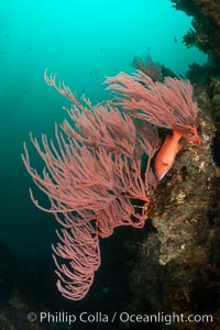 Red gorgonian on rocky reef, below kelp forest, underwater. The red gorgonian is a filter-feeding temperate colonial species that lives on the rocky bottom at depths between 50 to 200 feet deep. Gorgonians are oriented at right angles to prevailing water currents to capture plankton drifting by, Leptogorgia chilensis, Lophogorgia chilensis, San Clemente Island