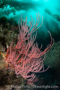 Red gorgonian on rocky reef, below kelp forest, underwater. The red gorgonian is a filter-feeding temperate colonial species that lives on the rocky bottom at depths between 50 to 200 feet deep. Gorgonians are oriented at right angles to prevailing water currents to capture plankton drifting by