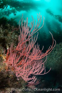 Red gorgonian on rocky reef, below kelp forest, underwater. The red gorgonian is a filter-feeding temperate colonial species that lives on the rocky bottom at depths between 50 to 200 feet deep. Gorgonians are oriented at right angles to prevailing water currents to capture plankton drifting by, Leptogorgia chilensis, Lophogorgia chilensis, San Clemente Island