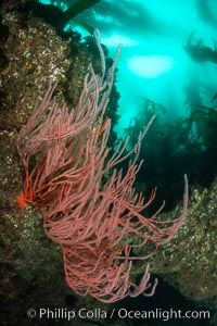 Red gorgonian on rocky reef, below kelp forest, underwater. The red gorgonian is a filter-feeding temperate colonial species that lives on the rocky bottom at depths between 50 to 200 feet deep. Gorgonians are oriented at right angles to prevailing water currents to capture plankton drifting by, Leptogorgia chilensis, Lophogorgia chilensis, San Clemente Island