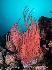 Red gorgonian on rocky reef, below kelp forest, underwater. The red gorgonian is a filter-feeding temperate colonial species that lives on the rocky bottom at depths between 50 to 200 feet deep. Gorgonians are oriented at right angles to prevailing water currents to capture plankton drifting by, Leptogorgia chilensis, Lophogorgia chilensis, Santa Barbara Island