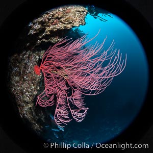 Red gorgonian on rocky reef, below kelp forest, underwater. The red gorgonian is a filter-feeding temperate colonial species that lives on the rocky bottom at depths between 50 to 200 feet deep. Gorgonians are typically oriented at right angles to prevailing water currents to capture plankton drifting by, Leptogorgia chilensis, Lophogorgia chilensis, San Clemente Island