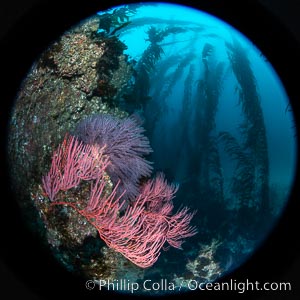 Red gorgonian on rocky reef, below kelp forest, underwater. The red gorgonian is a filter-feeding temperate colonial species that lives on the rocky bottom at depths between 50 to 200 feet deep. Gorgonians are typically oriented at right angles to prevailing water currents to capture plankton drifting by.