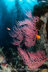 Red gorgonian on rocky reef, below kelp forest, underwater. The red gorgonian is a filter-feeding temperate colonial species that lives on the rocky bottom at depths between 50 to 200 feet deep. Gorgonians are typically oriented at right angles to prevailing water currents to capture plankton drifting by, Leptogorgia chilensis, Lophogorgia chilensis, Macrocystis pyrifera, San Clemente Island