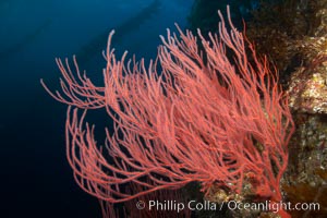 Red gorgonian, underwater.  The red gorgonian is a filter-feeding temperate colonial species that lives on the rocky bottom at depths between 50 to 200 feet deep. Gorgonians are oriented at right angles to prevailing water currents to capture plankton drifting by, Leptogorgia chilensis, Lophogorgia chilensis, San Clemente Island