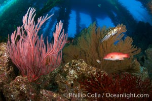 Red gorgonian (left) and California golden gorgonian (right) on rocky reef, below kelp forest, underwater.  Gorgonians are filter-feeding temperate colonial species that live on the rocky bottom at depths between 50 to 200 feet deep.  Each individual polyp is a distinct animal, together they secrete calcium that forms the structure of the colony. Gorgonians are oriented at right angles to prevailing water currents to capture plankton drifting by, Leptogorgia chilensis, Lophogorgia chilensis, San Clemente Island