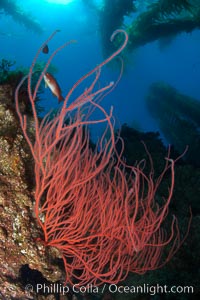 Red gorgonian on rocky reef, below kelp forest, underwater.  The red gorgonian is a filter-feeding temperate colonial species that lives on the rocky bottom at depths between 50 to 200 feet deep. Gorgonians are oriented at right angles to prevailing water currents to capture plankton drifting by, Lophogorgia chilensis, San Clemente Island