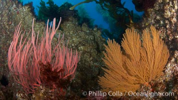 Red gorgonian (left) and California golden gorgonian (right) on rocky reef, below kelp forest, underwater.  Gorgonians are filter-feeding temperate colonial species that live on the rocky bottom at depths between 50 to 200 feet deep.  Each individual polyp is a distinct animal, together they secrete calcium that forms the structure of the colony. Gorgonians are oriented at right angles to prevailing water currents to capture plankton drifting by, Leptogorgia chilensis, Lophogorgia chilensis, San Clemente Island