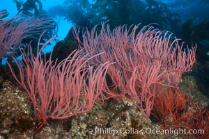 Red gorgonian, underwater.  The red gorgonian is a filter-feeding temperate colonial species that lives on the rocky bottom at depths between 50 to 200 feet deep. Gorgonians are oriented at right angles to prevailing water currents to capture plankton drifting by, Leptogorgia chilensis, Lophogorgia chilensis, Macrocystis pyrifera, San Clemente Island