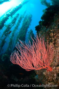 Red gorgonian on rocky reef, below kelp forest, underwater.  The red gorgonian is a filter-feeding temperate colonial species that lives on the rocky bottom at depths between 50 to 200 feet deep. Gorgonians are oriented at right angles to prevailing water currents to capture plankton drifting by, Lophogorgia chilensis, Macrocystis pyrifera, San Clemente Island