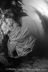 Red gorgonian on rocky reef, below kelp forest, underwater.  The red gorgonian is a filter-feeding temperate colonial species that lives on the rocky bottom at depths between 50 to 200 feet deep. Gorgonians are oriented at right angles to prevailing water currents to capture plankton drifting by, Leptogorgia chilensis, Lophogorgia chilensis, Macrocystis pyrifera, San Clemente Island