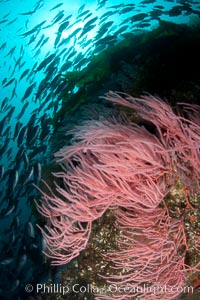 Red gorgonian on rocky reef, below kelp forest, underwater.  The red gorgonian is a filter-feeding temperate colonial species that lives on the rocky bottom at depths between 50 to 200 feet deep. Gorgonians are oriented at right angles to prevailing water currents to capture plankton drifting by, Leptogorgia chilensis, Lophogorgia chilensis, San Clemente Island