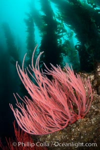 Red gorgonian on rocky reef, below kelp forest, underwater.  The red gorgonian is a filter-feeding temperate colonial species that lives on the rocky bottom at depths between 50 to 200 feet deep. Gorgonians are oriented at right angles to prevailing water currents to capture plankton drifting by, Leptogorgia chilensis, Lophogorgia chilensis, San Clemente Island