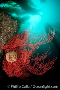 Bryozoan grows on a red gorgonian on rocky reef, below kelp forest, underwater.  The red gorgonian is a filter-feeding temperate colonial species that lives on the rocky bottom at depths between 50 to 200 feet deep. Lophogorgia chilensis, California.