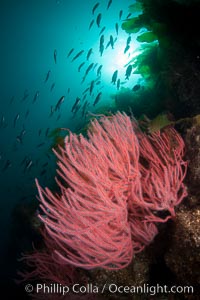 Red gorgonian on rocky reef, below kelp forest, underwater.  The red gorgonian is a filter-feeding temperate colonial species that lives on the rocky bottom at depths between 50 to 200 feet deep. Gorgonians are oriented at right angles to prevailing water currents to capture plankton drifting by, Leptogorgia chilensis, Lophogorgia chilensis, San Clemente Island