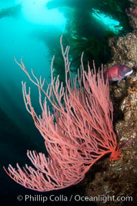 Red gorgonian on rocky reef, below kelp forest, underwater.  The red gorgonian is a filter-feeding temperate colonial species that lives on the rocky bottom at depths between 50 to 200 feet deep. Gorgonians are oriented at right angles to prevailing water currents to capture plankton drifting by, Leptogorgia chilensis, Lophogorgia chilensis, San Clemente Island