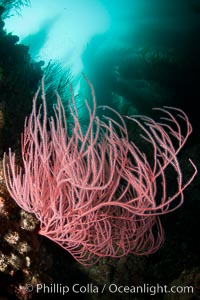 Red gorgonian on rocky reef, below kelp forest, underwater.  The red gorgonian is a filter-feeding temperate colonial species that lives on the rocky bottom at depths between 50 to 200 feet deep. Gorgonians are oriented at right angles to prevailing water currents to capture plankton drifting by, Leptogorgia chilensis, Lophogorgia chilensis, San Clemente Island