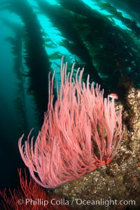 Red gorgonian on rocky reef, below kelp forest, underwater.  The red gorgonian is a filter-feeding temperate colonial species that lives on the rocky bottom at depths between 50 to 200 feet deep. Gorgonians are oriented at right angles to prevailing water currents to capture plankton drifting by, Lophogorgia chilensis, San Clemente Island