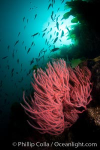 Red gorgonian on rocky reef, below kelp forest, underwater.  The red gorgonian is a filter-feeding temperate colonial species that lives on the rocky bottom at depths between 50 to 200 feet deep. Gorgonians are oriented at right angles to prevailing water currents to capture plankton drifting by, Lophogorgia chilensis, San Clemente Island