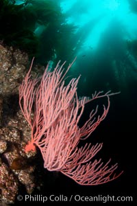 Red gorgonian on rocky reef, below kelp forest, underwater.  The red gorgonian is a filter-feeding temperate colonial species that lives on the rocky bottom at depths between 50 to 200 feet deep. Gorgonians are oriented at right angles to prevailing water currents to capture plankton drifting by, Leptogorgia chilensis, Lophogorgia chilensis, San Clemente Island