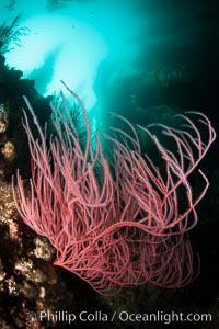 Red gorgonian on rocky reef, below kelp forest, underwater.  The red gorgonian is a filter-feeding temperate colonial species that lives on the rocky bottom at depths between 50 to 200 feet deep. Gorgonians are oriented at right angles to prevailing water currents to capture plankton drifting by, Leptogorgia chilensis, Lophogorgia chilensis, San Clemente Island