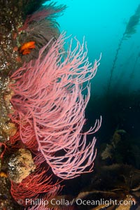 Red gorgonian on rocky reef, below kelp forest, underwater.  The red gorgonian is a filter-feeding temperate colonial species that lives on the rocky bottom at depths between 50 to 200 feet deep. Gorgonians are oriented at right angles to prevailing water currents to capture plankton drifting by, Leptogorgia chilensis, Lophogorgia chilensis, San Clemente Island