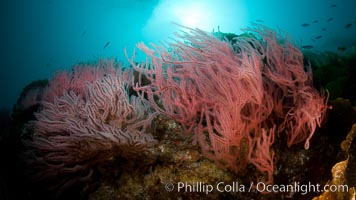 Red gorgonian on rocky reef, below kelp forest, underwater.  The red gorgonian is a filter-feeding temperate colonial species that lives on the rocky bottom at depths between 50 to 200 feet deep. Gorgonians are oriented at right angles to prevailing water currents to capture plankton drifting by, Leptogorgia chilensis, Lophogorgia chilensis, San Clemente Island