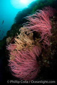 Red gorgonian on rocky reef, below kelp forest, underwater.  The red gorgonian is a filter-feeding temperate colonial species that lives on the rocky bottom at depths between 50 to 200 feet deep. Gorgonians are oriented at right angles to prevailing water currents to capture plankton drifting by, Leptogorgia chilensis, Lophogorgia chilensis, San Clemente Island