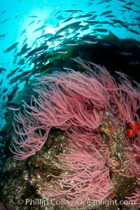 Red gorgonian on rocky reef, below kelp forest, underwater.  The red gorgonian is a filter-feeding temperate colonial species that lives on the rocky bottom at depths between 50 to 200 feet deep. Gorgonians are oriented at right angles to prevailing water currents to capture plankton drifting by, Lophogorgia chilensis, San Clemente Island