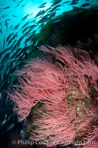 Red gorgonian on rocky reef, below kelp forest, underwater.  The red gorgonian is a filter-feeding temperate colonial species that lives on the rocky bottom at depths between 50 to 200 feet deep. Gorgonians are oriented at right angles to prevailing water currents to capture plankton drifting by, Lophogorgia chilensis, San Clemente Island