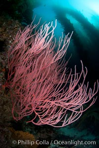 Red gorgonian on rocky reef, below kelp forest, underwater.  The red gorgonian is a filter-feeding temperate colonial species that lives on the rocky bottom at depths between 50 to 200 feet deep. Gorgonians are oriented at right angles to prevailing water currents to capture plankton drifting by, Leptogorgia chilensis, Lophogorgia chilensis, San Clemente Island