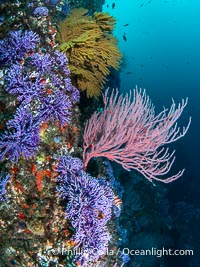 Red gorgonian Leptogorgia chilensis, purple hydrocoral Stylaster californicus, and yellow zoanthid anemone Epizoanthus giveni, at Farnsworth Banks, Catalina Island