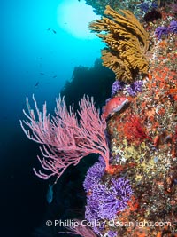 Red gorgonian Leptogorgia chilensis, purple hydrocoral Stylaster californicus, and yellow zoanthid anemone Epizoanthus giveni, at Farnsworth Banks, Catalina Island