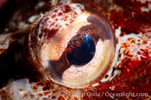 Red Irish Lord eye detail, Browning Pass, British Columbia