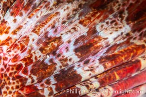 Red Irish Lord fin detail, Browning Pass, British Columbia, Hemilepidotus hemilepidotus