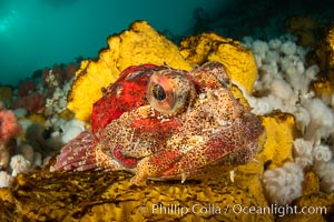 Red Irish Lord sculpinfish, Browning Pass, British Columbia