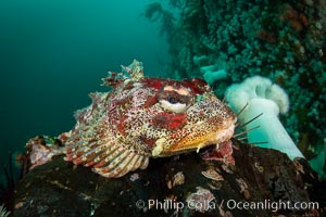 Red Irish Lord sculpinfish, Browning Pass, British Columbia, Hemilepidotus hemilepidotus