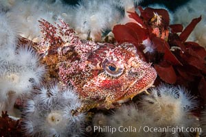 Red Irish Lord sculpinfish, Browning Pass, British Columbia