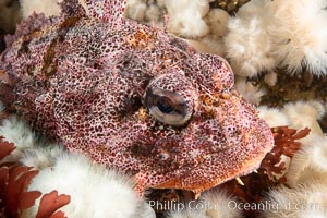 Red Irish Lord sculpinfish, Browning Pass, British Columbia, Hemilepidotus hemilepidotus