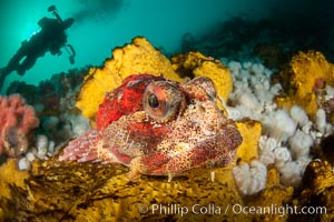 Red Irish Lord sculpinfish, Browning Pass, British Columbia, Hemilepidotus hemilepidotus